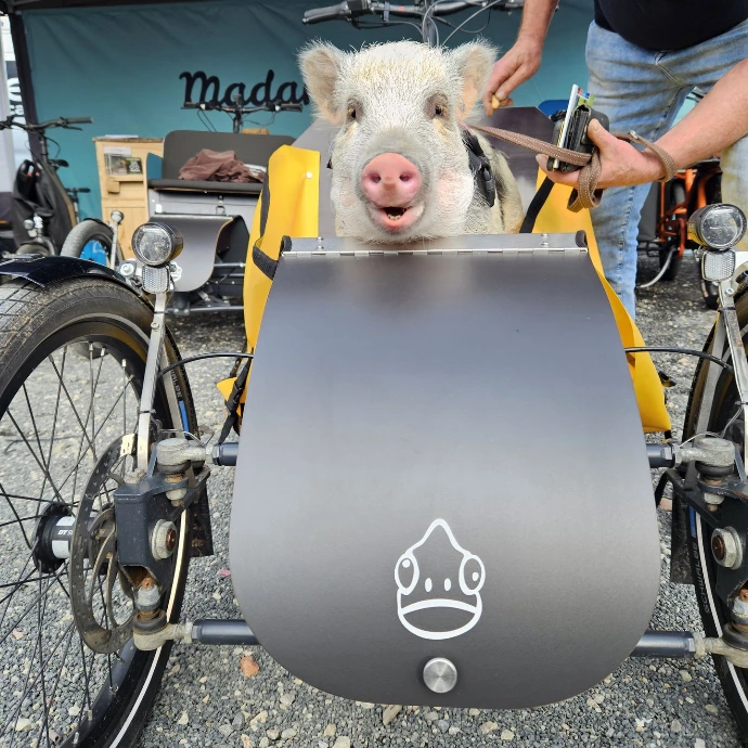 Schwein im Mäx & Mäleon Lastenrad