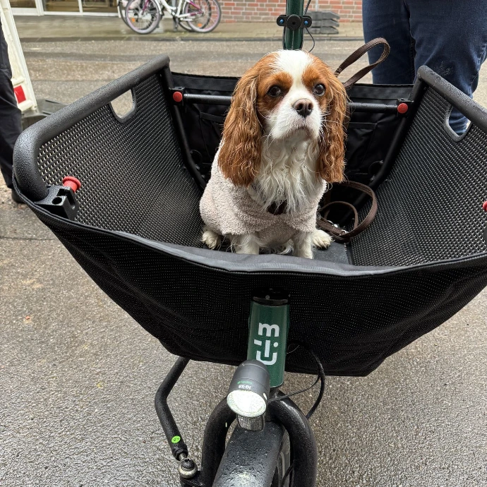 Hund im muli Lastenrad